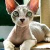 14448 thumb devon rex2