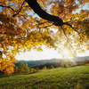 1446 thumb autumn leaves